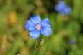 Linum austriacum , Asian flax flower in wild