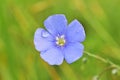 Linum austriacum, Asian flax in national park Lobau Donauauen