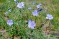 Linum austriacum in botanical garden in Poland