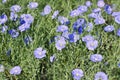 Linum austriacum flowers in spring