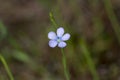 Linum bienne - narrowleaf flax Royalty Free Stock Photo