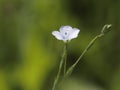 Linum bienne, Pale Flax. Wild plant shot in spring Royalty Free Stock Photo