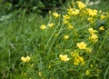 Linum flavum, golden flax or yellow flax pring summer flowering semi evergreen plant on field among summer medicinal