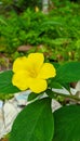 Linum flavum plant yellow flower Royalty Free Stock Photo