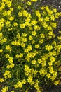 Linum flavum Royalty Free Stock Photo