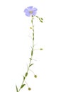 Linum flax flower isolated