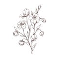 Linum floral plant with flaxseed. Outlined vintage drawing of wild flax flower. Engraved field herb with grains