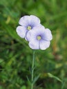 Linum perenne extraaxillare flowers