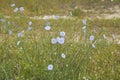 Linum perenne plants in bloom Royalty Free Stock Photo