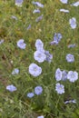 Linum perenne plants in bloom Royalty Free Stock Photo