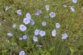 Linum perenne plants in bloom Royalty Free Stock Photo