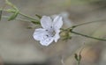 Linum tenuifolium, Greece