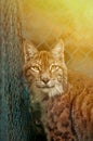 Linx portrait Royalty Free Stock Photo