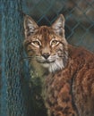 Linx portrait Royalty Free Stock Photo