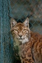 Linx portrait Royalty Free Stock Photo