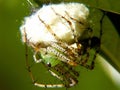 Linx Spider Royalty Free Stock Photo