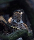 Linx trait ÃÂ umava Wildlife Wood forest