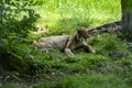 Linx at the zoo in Targu Mures Royalty Free Stock Photo