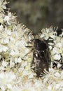 Liocola marmorata sitting in white flower.