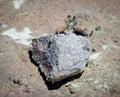 Liolaemus fabiani, commonly known as Yanez`s tree iguana and Fabian`s lizard in Ande Mountains and Lake Chaxa near San Pedro