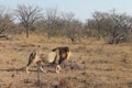 Liom in Welgevonden Game Reserve in South Africa