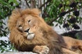 Lion laying under tree Royalty Free Stock Photo