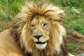 Lion Royalty Free Stock Photo