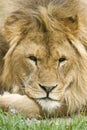 Lion Royalty Free Stock Photo