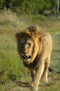 Lion Royalty Free Stock Photo