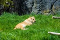 Lion in afternoon sun