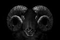 Ram , Close up of head and horns of a wild big horned , isolated to black Background , animal black white Royalty Free Stock Photo