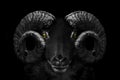 Ram animal , Close up of head and horns of a wild big horned , isolated black white Royalty Free Stock Photo