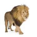 Lion (4 and a half years) - Panthera leo Royalty Free Stock Photo