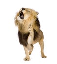 Lion (4 and a half years) - Panthera leo Royalty Free Stock Photo