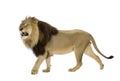 Lion (4 and a half years) - Panthera leo