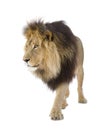 Lion (4 and a half years) - Panthera leo Royalty Free Stock Photo