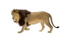 Lion (4 and a half years) - Panthera leo Royalty Free Stock Photo