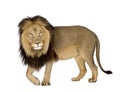 Lion (4 and a half years) - Panthera leo Royalty Free Stock Photo