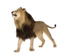 Lion (4 and a half years) - Panthera leo Royalty Free Stock Photo