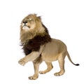 Lion (4 and a half years) - Panthera leo Royalty Free Stock Photo