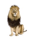 Lion (4 and a half years) - Panthera leo Royalty Free Stock Photo