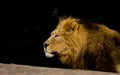 Lion Royalty Free Stock Photo