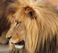 Lion Africa