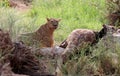 Lioness in kenya eating a giraffe Royalty Free Stock Photo