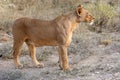 Lioness in kenya near 4x4 safari vehicle Royalty Free Stock Photo