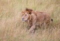Lion in kenya stalking through the grass