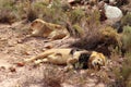 The lion is Africa`s largest terrestrial predator