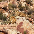 The lion is Africa`s largest terrestrial predator