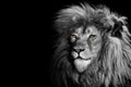 African Lion , king isolated , Portrait Wildlife animal Royalty Free Stock Photo