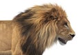 Lion animal african feline, close view